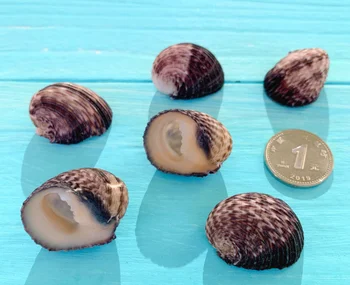 017 Meremiili home decor Natural sea shell Füüsiline väike conch shell liha micro maastiku kaunistused klaas, kes soovib pudel