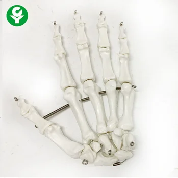 1:1 Elusuuruses Inimese Käsi Ühise Mudeli Omanik Skelett Luu Mudelit Randme Vola Palm Skelett Mudel Arstiteaduse Õpetamise Tarvikud