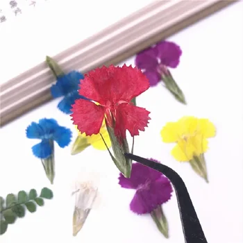 30pcs Pressitud Kuivatatud Dianthus chinensis L Lille Epoksüvaik Ehteid Teha Järjehoidja Telefoni Juhul Meik Nail Art DIY