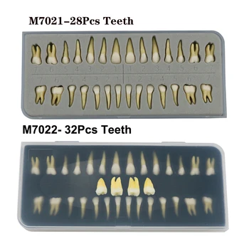 Hambaravi 1:1 Täiskasvanu Püsiva Hammaste Mudel Typodont Uuringu Õpetada Ülemine Madalam 28 Tk /Kast Hambaarsti Praktika Hallituse