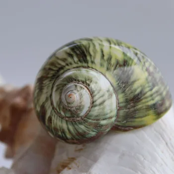 Tasuta Kohaletoimetamine(1tk/palju)Rohelise Kassi-silma Shell Füüsiline Kest & Conch Kodu Kaunistamiseks Akvaariumi Haljastus Shell Kaunistused
