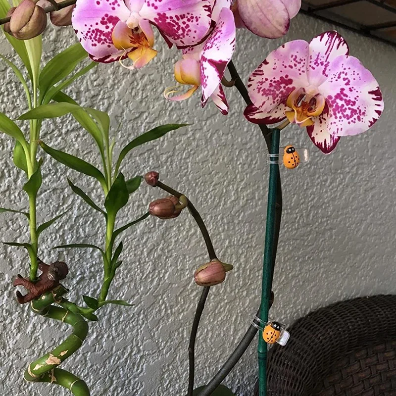 Hot-Orhidee Klambrid 60Pcs Lepatriinu Taim Klambrid Orhidee Toetada Klambrid Viinapuu Klambrid Taim Klippe Toetavad Lill Orhidee Viinapuu 1